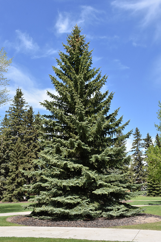 Blue Colorado Spruce (Picea pungens 'var. glauca') at Stauffers Of Kissel Hill