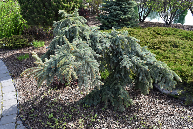 Weeping Blue Spruce (Picea pungens 'Pendula') at Stauffers Of Kissel Hill