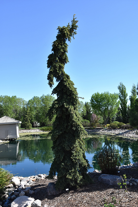 Weeping White Spruce (Picea glauca 'Pendula') at Stauffers Of Kissel Hill