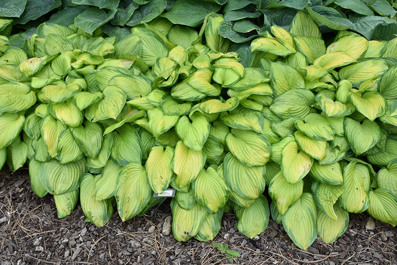 Stained Glass Hosta (Hosta 'Stained Glass') at Stauffers Of Kissel Hill
