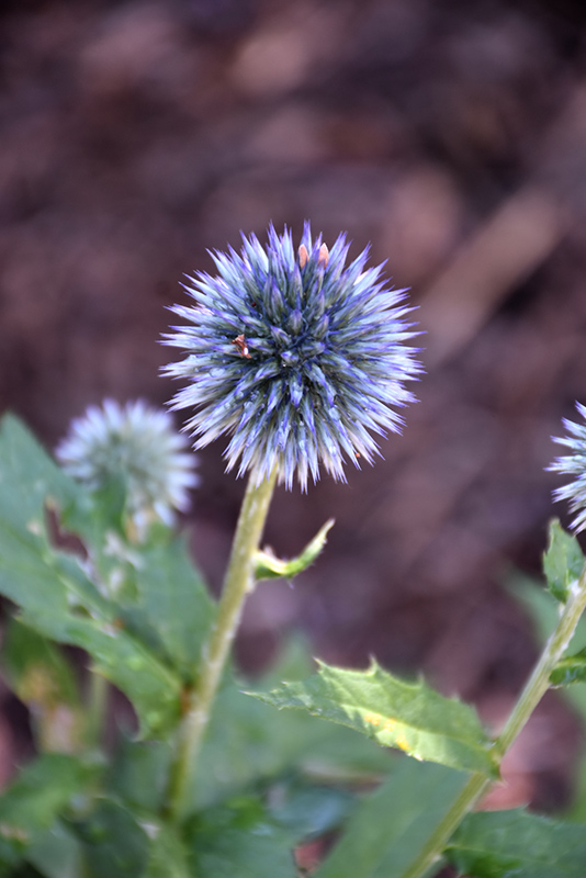 Taplow Blue Globe Thistle (Echinops bannaticus 'Taplow Blue') in Lancaster  York Harrisburg Pennsylvania PA at Stauffers Of Kissel Hill