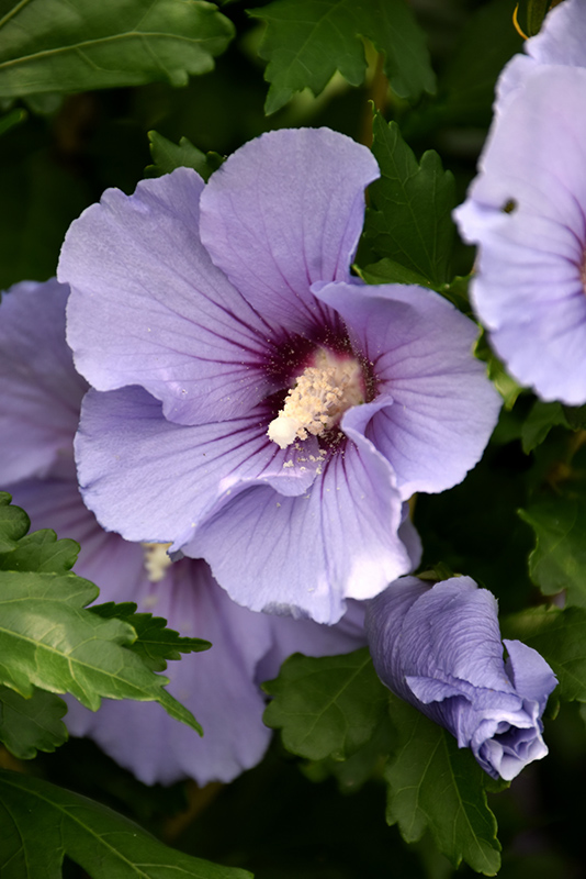 Blue Satin Rose of Sharon (Hibiscus syriacus 'Marina') at Stauffers Of Kissel Hill