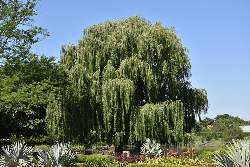 Babylon Weeping Willow (Salix babylonica) at Stauffers Of Kissel Hill