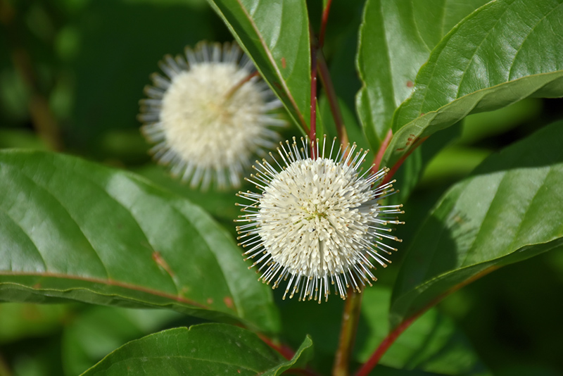 Magical Moonlight Button Bush (Cephalanthus occidentalis 'Magical Moonlight') at Stauffers Of Kissel Hill