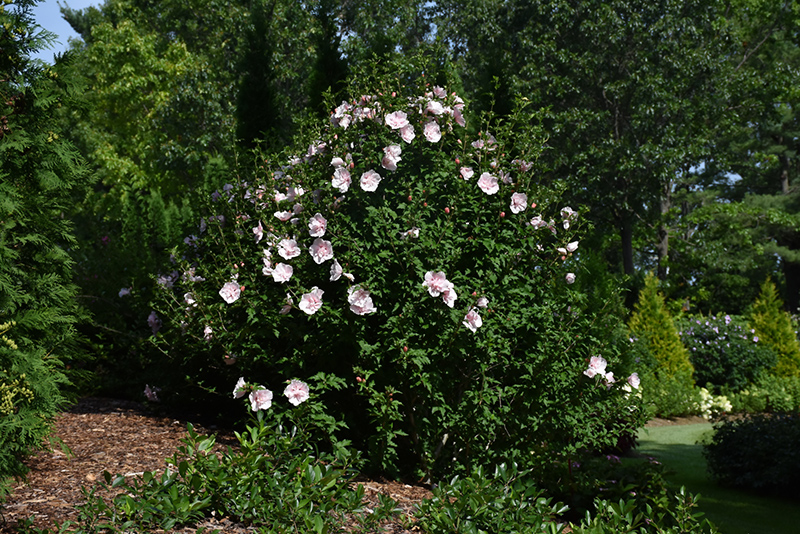 Pink Chiffon Rose of Sharon (Hibiscus syriacus 'JWNWOOD4') at Stauffers Of Kissel Hill