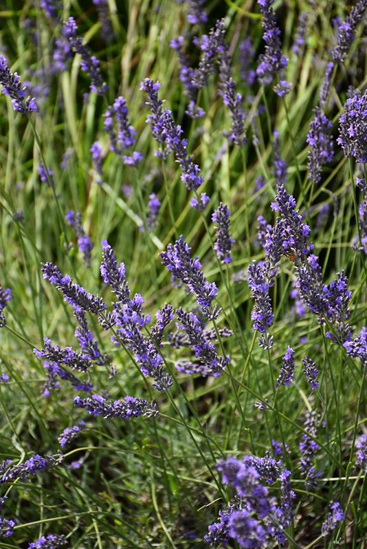 Phenomenal Lavender (Lavandula x intermedia 'Phenomenal') at Stauffers Of Kissel Hill
