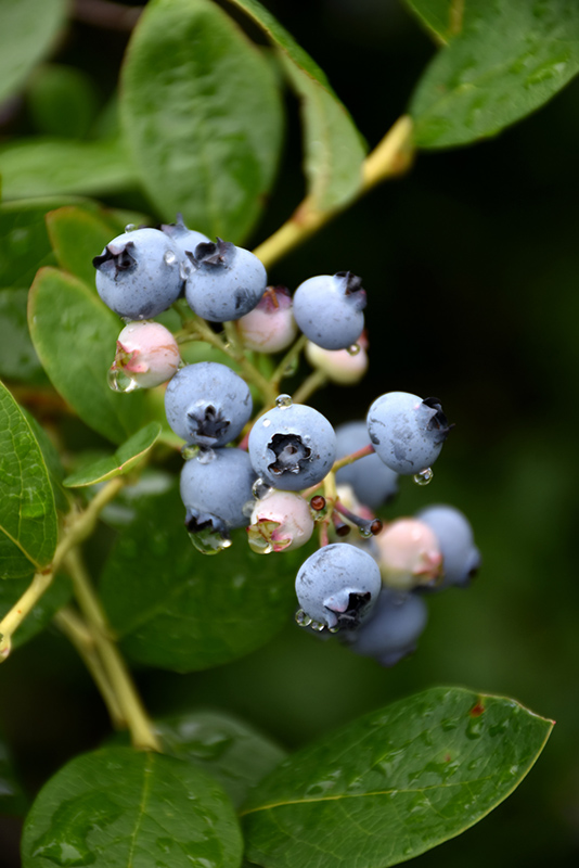 Jersey Blueberry (Vaccinium corymbosum 'Jersey') at Stauffers Of Kissel Hill