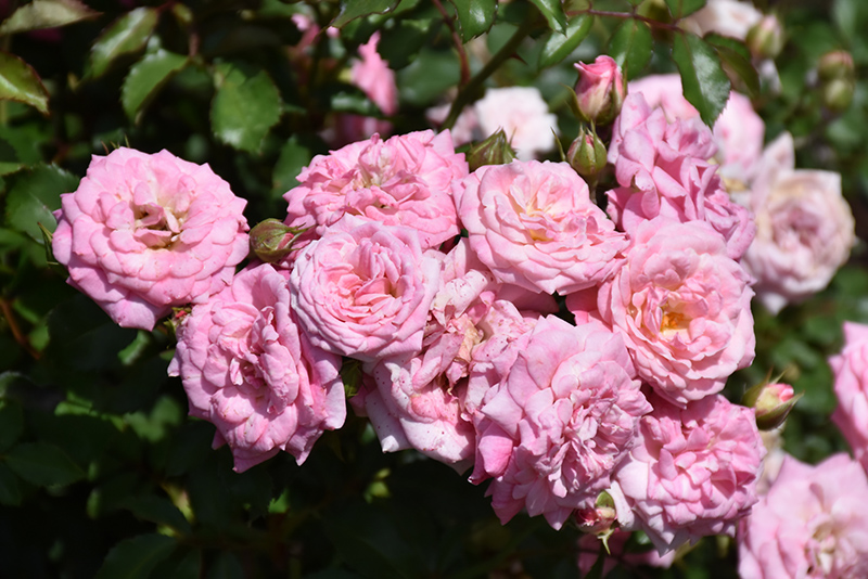 Sweet Drift Rose (Rosa 'Meiswetdom') at Stauffers Of Kissel Hill