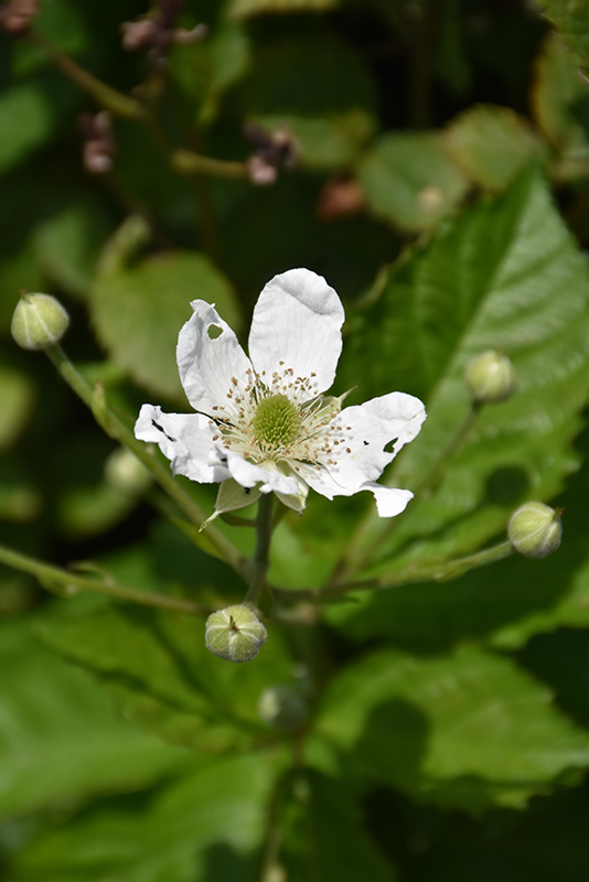 Baby Cakes Blackberry (Rubus 'APF-236T') at Stauffers Of Kissel Hill