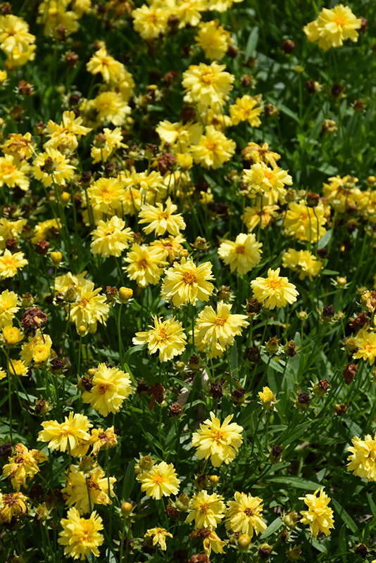 Leading Lady Charlize Tickseed (Coreopsis 'Leading Lady Charlize') at Stauffers Of Kissel Hill