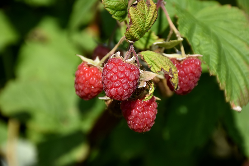 Encore Raspberry (Rubus 'Encore') at Stauffers Of Kissel Hill