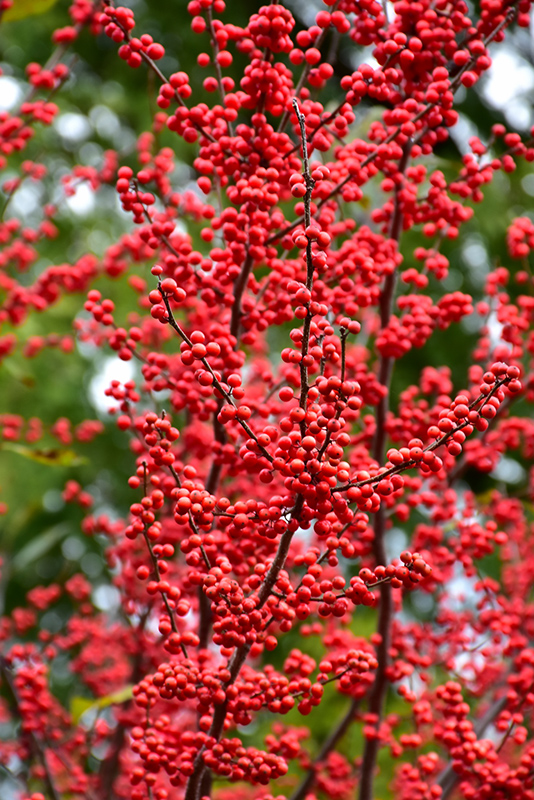Winter Red Winterberry (Ilex verticillata 'Winter Red') at Stauffers Of Kissel Hill