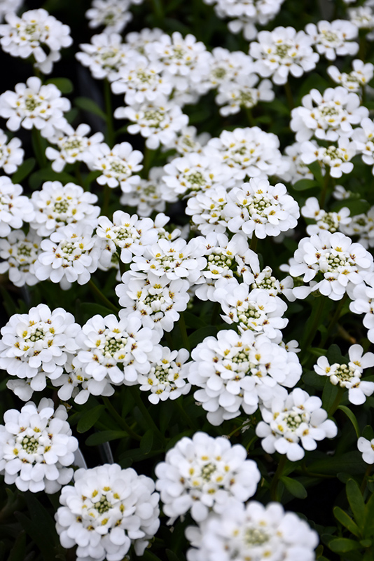 Purity Candytuft (Iberis sempervirens 'Purity') at Stauffers Of Kissel Hill