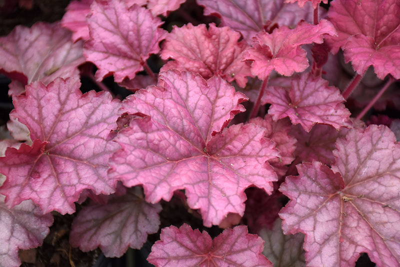 Berry Smoothie Coral Bells (Heuchera 'Berry Smoothie') at Stauffers Of Kissel Hill