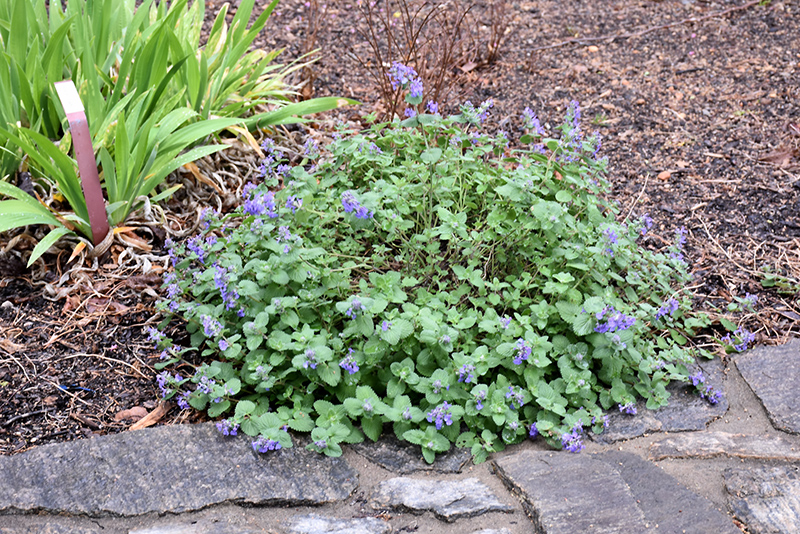 Early Bird Catmint (Nepeta 'Early Bird') at Stauffers Of Kissel Hill
