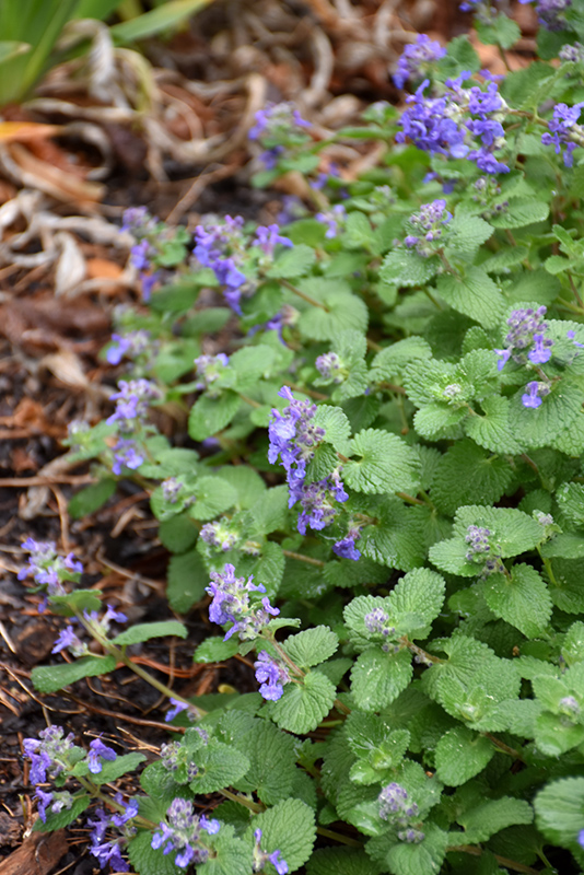 Early Bird Catmint (Nepeta 'Early Bird') at Stauffers Of Kissel Hill