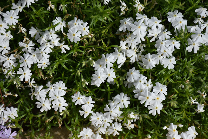 Spring White Moss Phlox (Phlox subulata 'Spring White') at Stauffers Of Kissel Hill