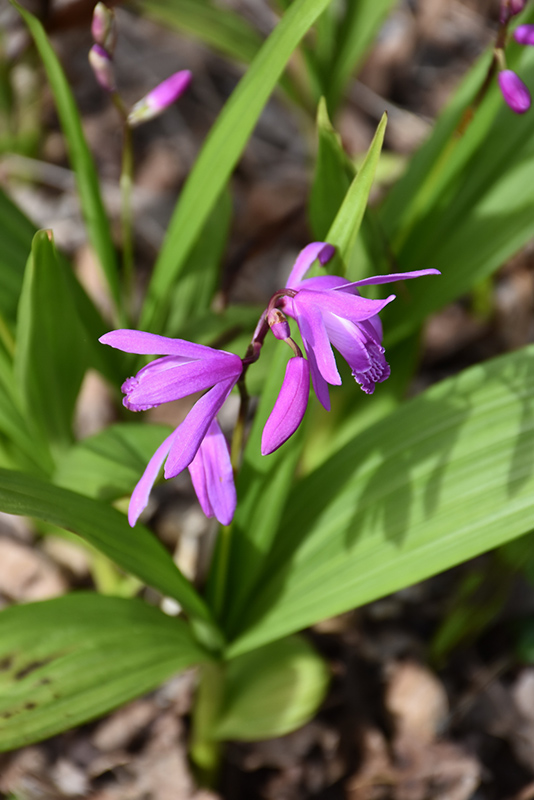 Lavender Japanese Hyacinth Orchid (Bletilla striata) at Stauffers Of Kissel Hill