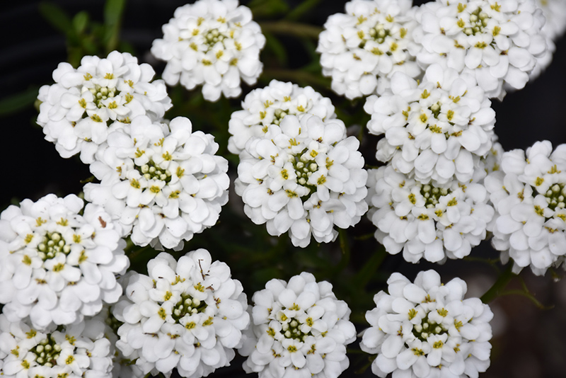 Snowsurfer Forte Candytuft (Iberis sempervirens 'Forte') at Stauffers Of Kissel Hill