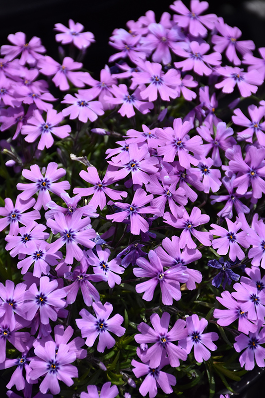 Purple Beauty Moss Phlox (Phlox subulata 'Purple Beauty') at Stauffers Of Kissel Hill