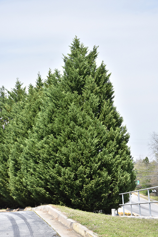 Leyland Cypress (Cupressocyparis x leylandii) at Stauffers Of Kissel Hill