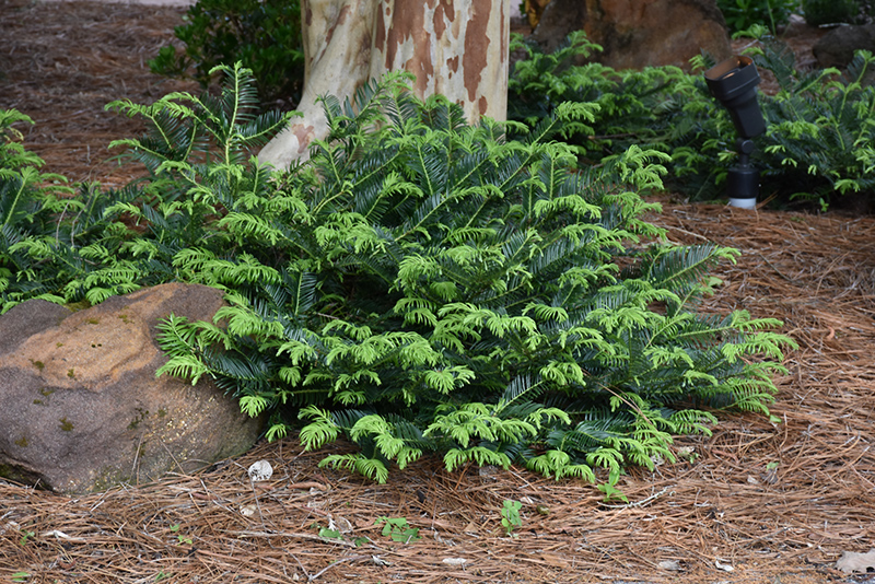 Prostrate Japanese Plum Yew (Cephalotaxus harringtonia 'Prostrata') at Stauffers Of Kissel Hill
