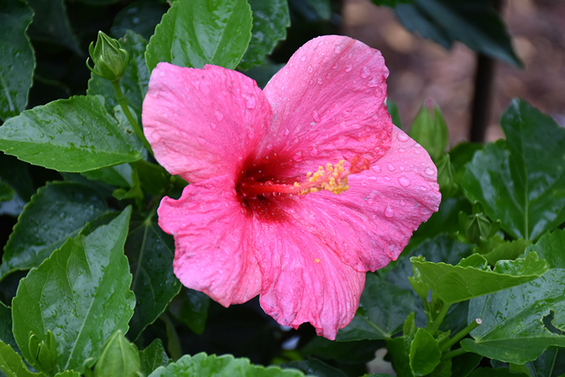 Cayman Wind Hibiscus (Hibiscus rosa-sinensis 'Cayman Wind') at Stauffers Of Kissel Hill