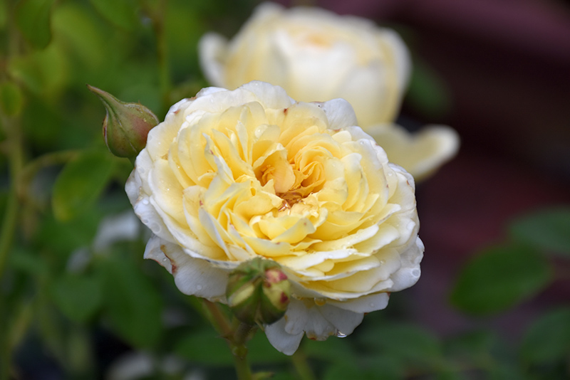 Claire Austin Rose (Rosa 'Ausprior') at Stauffers Of Kissel Hill