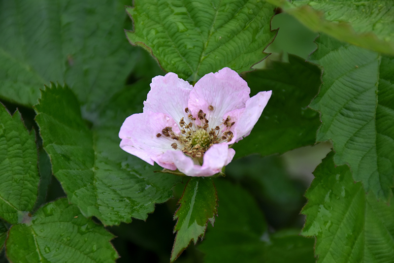 Arapaho Blackberry (Rubus 'Arapaho') at Stauffers Of Kissel Hill
