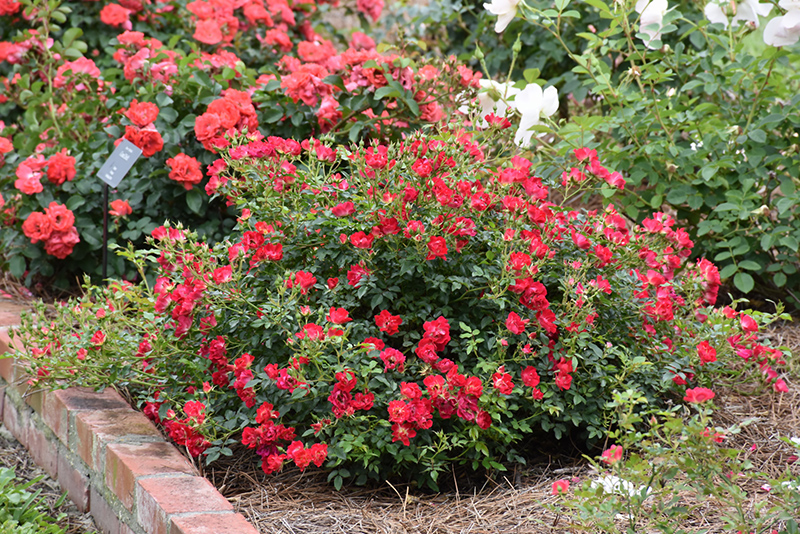 Red Drift Rose (Rosa 'Meigalpio') at Stauffers Of Kissel Hill