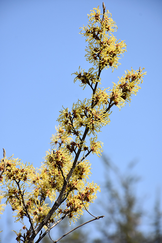 Arnold Promise Witchhazel (Hamamelis x intermedia 'Arnold Promise') at Stauffers Of Kissel Hill