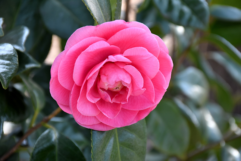 Jerry Hill Camellia (Camellia japonica 'Jerry Hill') at Stauffers Of Kissel Hill