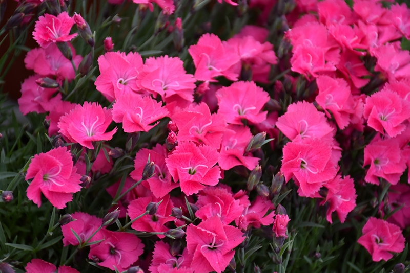 Vivid Bright Light Pinks (Dianthus 'Uribest52') at Stauffers Of Kissel Hill