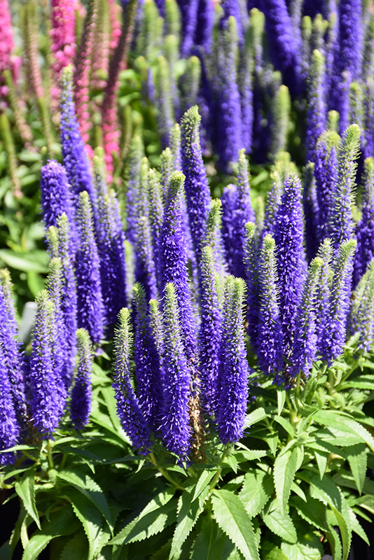 Royal Candles Speedwell (Veronica spicata 'Royal Candles') at Stauffers Of Kissel Hill