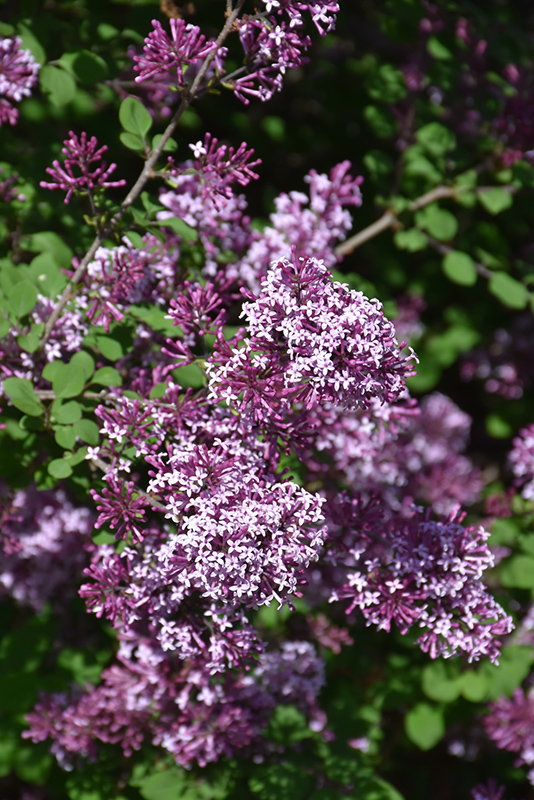 Red Pixie Lilac (Syringa 'Red Pixie') at Stauffers Of Kissel Hill