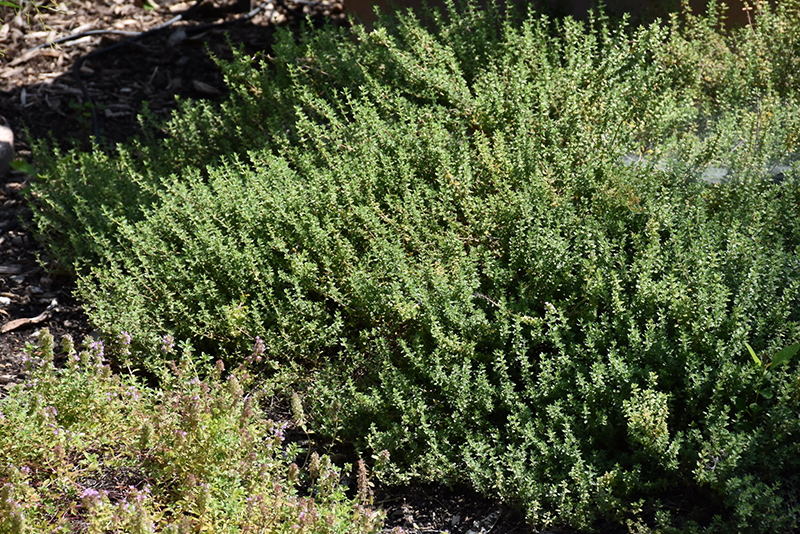 Common Thyme (Thymus vulgaris) at Stauffers Of Kissel Hill