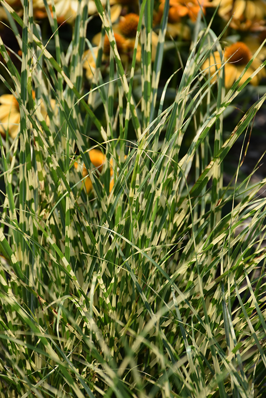 Bandwidth Maiden Grass (Miscanthus sinensis 'NCMS2B') at Stauffers Of Kissel Hill