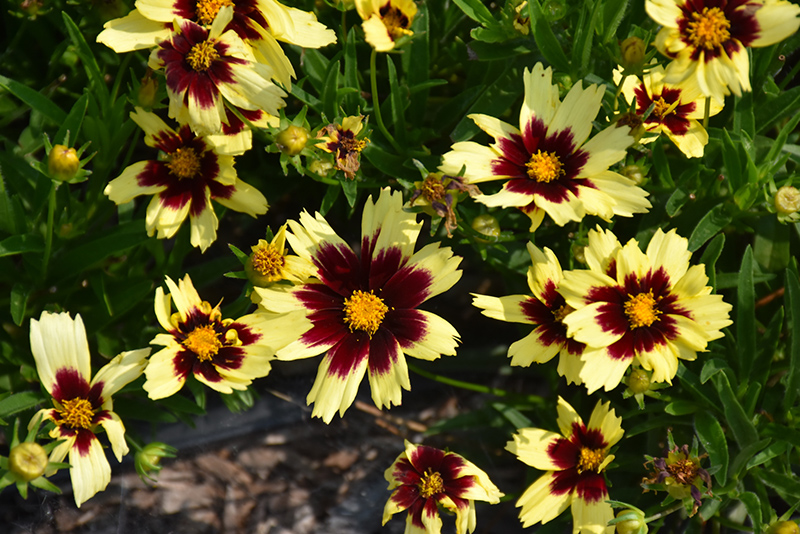 Super Star Tickseed (Coreopsis 'Super Star') at Stauffers Of Kissel Hill