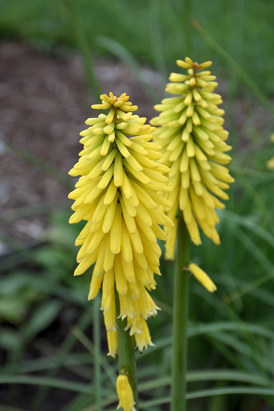 Gold Rush Torchlily (Kniphofia 'Gold Rush') at Stauffers Of Kissel Hill