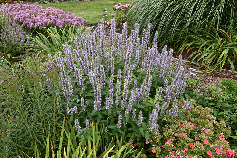 Blue Fortune Anise Hyssop (Agastache 'Blue Fortune') at Stauffers Of Kissel Hill