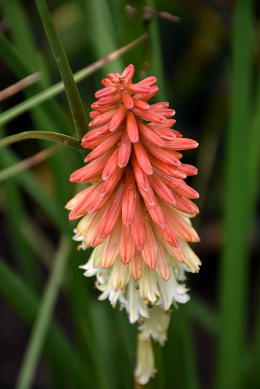 High Roller Torchlily (Kniphofia 'High Roller') at Stauffers Of Kissel Hill