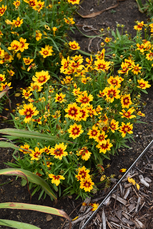UpTick Gold and Bronze Tickseed (Coreopsis 'Baluptgonz') at Stauffers Of Kissel Hill