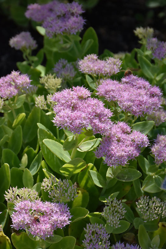 Crystal Pink Stonecrop (Sedum spectabile 'Crystal Pink') at Stauffers Of Kissel Hill