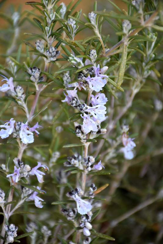 Tuscan Blue Rosemary (Rosmarinus officinalis 'Tuscan Blue') at Stauffers Of Kissel Hill