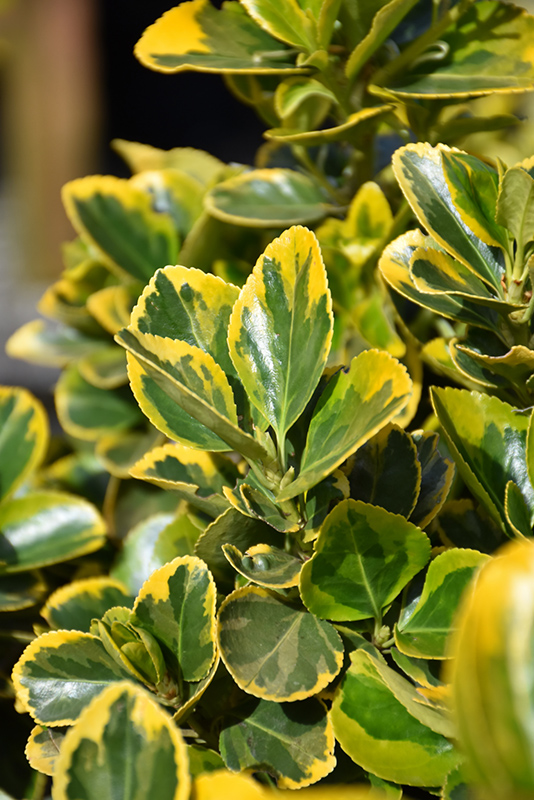 Gold Variegated Japanese Euonymus (Euonymus japonicus 'Aureomarginatus') at Stauffers Of Kissel Hill