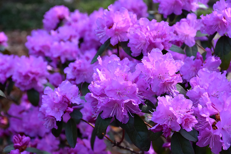 P.J.M. Elite Rhododendron (Rhododendron 'P.J.M. Elite') at Stauffers Of Kissel Hill
