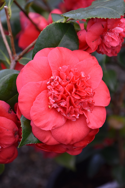 April Tryst Camellia (Camellia japonica 'April Tryst') at Stauffers Of Kissel Hill