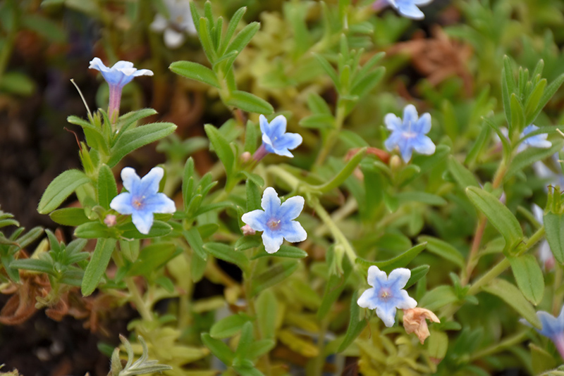 Heavenly Blue Lithodora (Lithodora diffusa 'Heavenly Blue') at Stauffers Of Kissel Hill