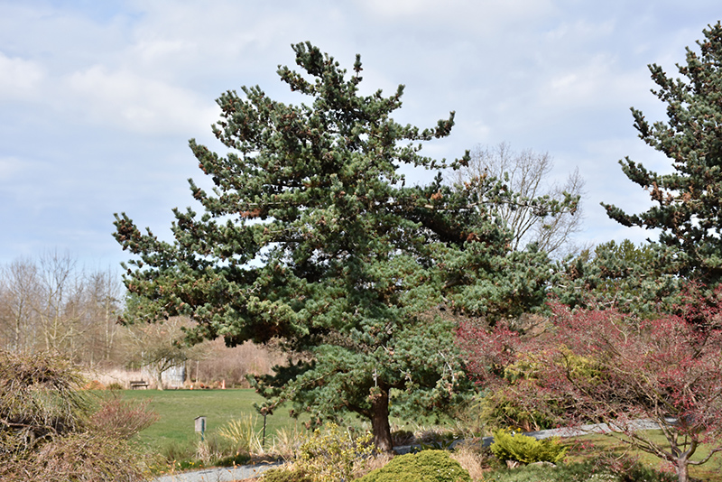 Blue Japanese Pine (Pinus parviflora 'Glauca') at Stauffers Of Kissel Hill