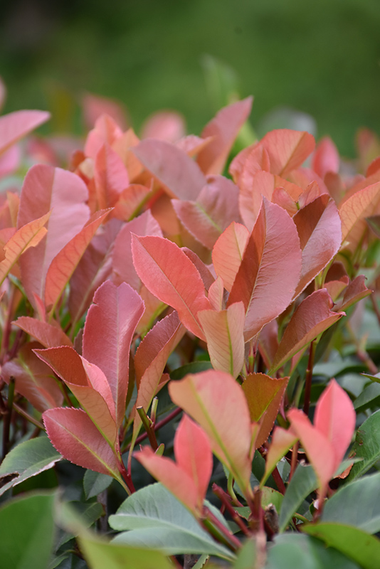 Red Tip Photinia (Photinia x fraseri 'Red Tip') at Stauffers Of Kissel Hill
